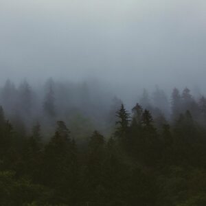 foggy forest fine art print photographed in the Alaskan wilderness