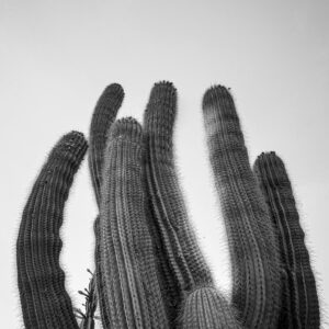 saguaro cactus fine art print showing towering desert cacti in black and white