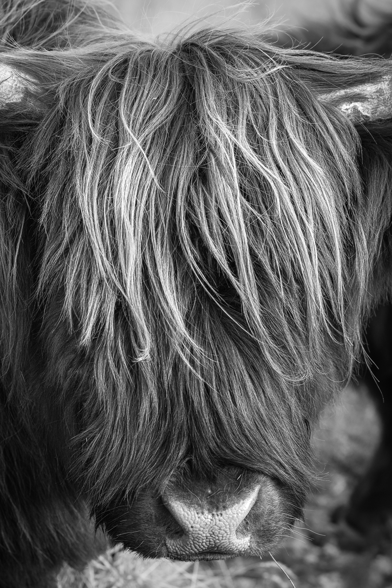New Zealand Has the Best-Dressed Livestock