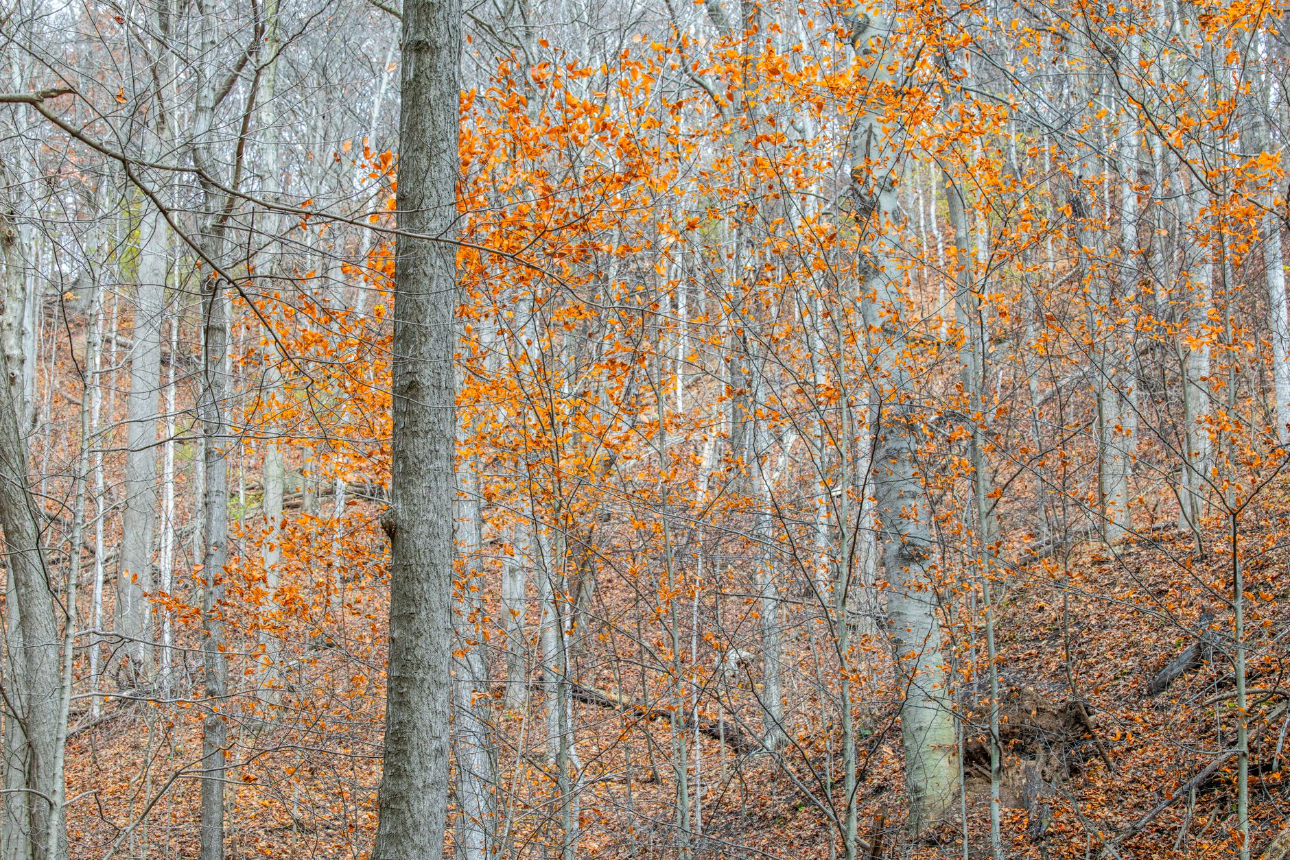 autumn forest with bare trees and orange leaves
